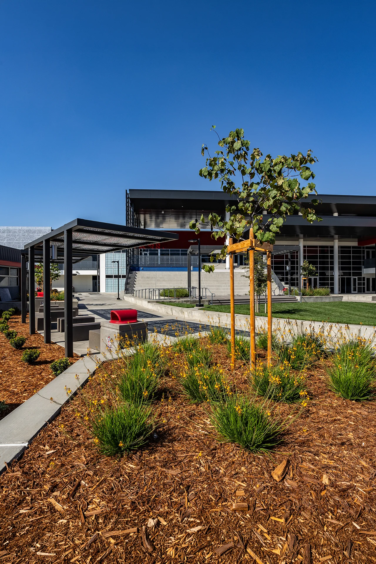 Exterior student common area displaying a line of concrete benches sheltered by a modern black steel trellis canopy frame with a perforated sun-shading pattern. The area is detailed with wood chip bark mulch, young trees, yellow flowering perennials, and a red recycling receptacle.